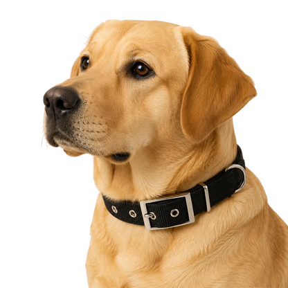 EverydayFit™ Collar