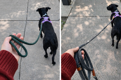 FreedomLeash™ Pro